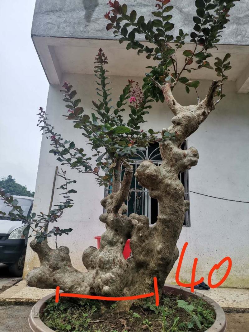 天鹅绒紫薇，量供应紫薇桩