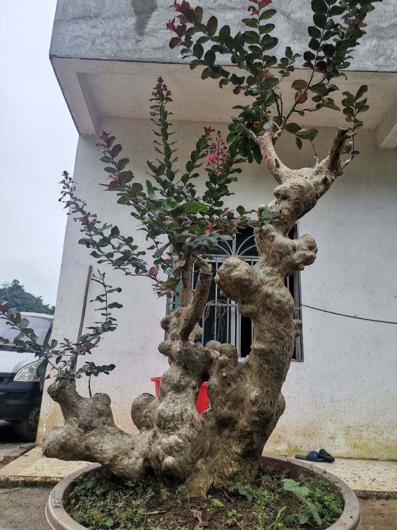 天鹅绒紫薇，量供应紫薇桩