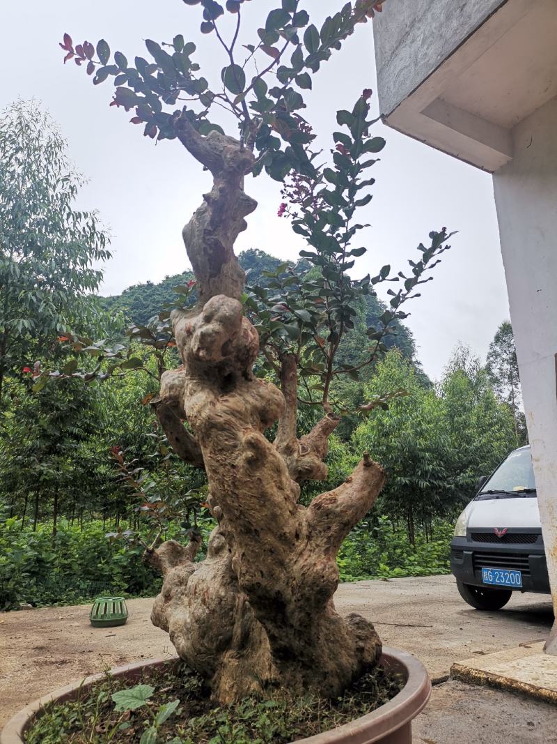 天鹅绒紫薇，量供应紫薇桩
