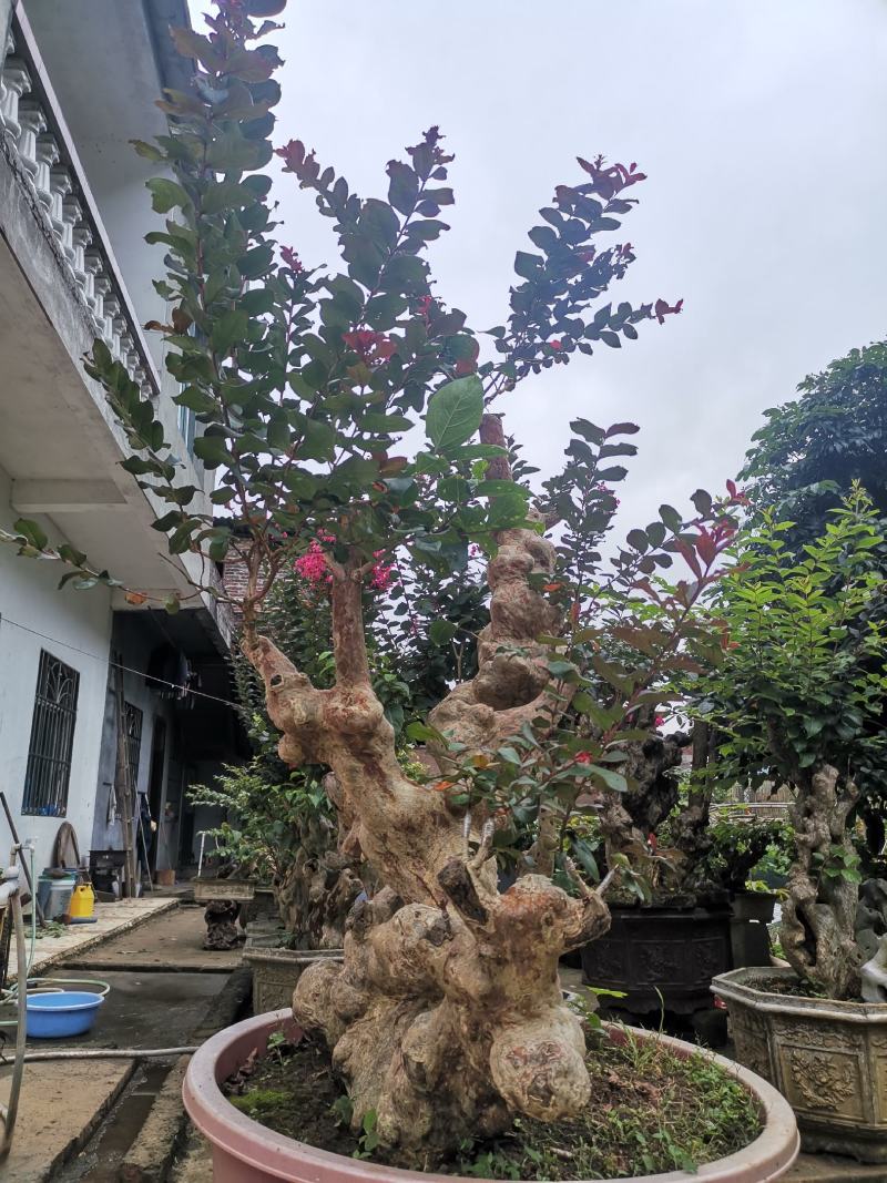 天鹅绒紫薇，量供应紫薇桩
