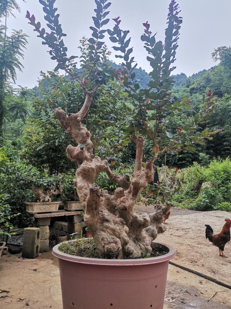 天鹅绒紫薇，量供应紫薇桩