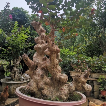 天鹅绒紫薇，量供应紫薇桩