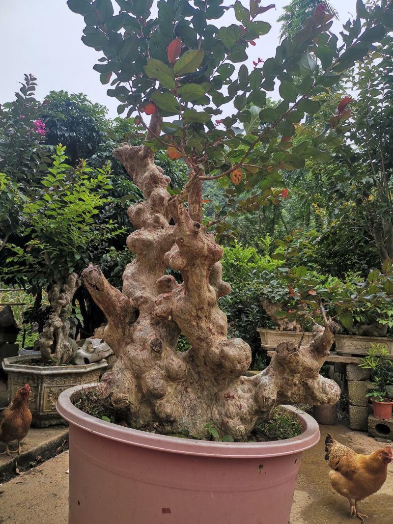 天鹅绒紫薇，量供应紫薇桩