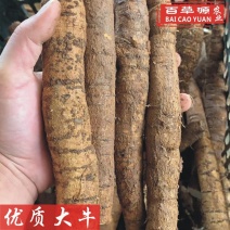 批发新鲜牛大力薯大牛鲜货粉质大牛大薯大叶品种长期供应