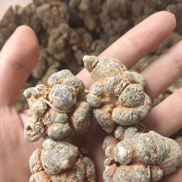 云南文山自产精品三七