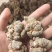 云南文山自产精品三七