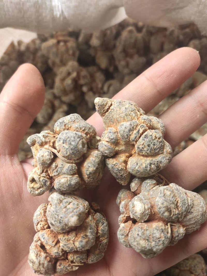 云南文山自产精品三七