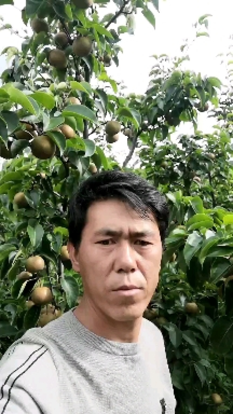 圆黄梨上市中欢迎个位老板前来采购
