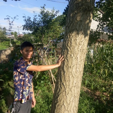 银杏树，它又叫白果。大树。
