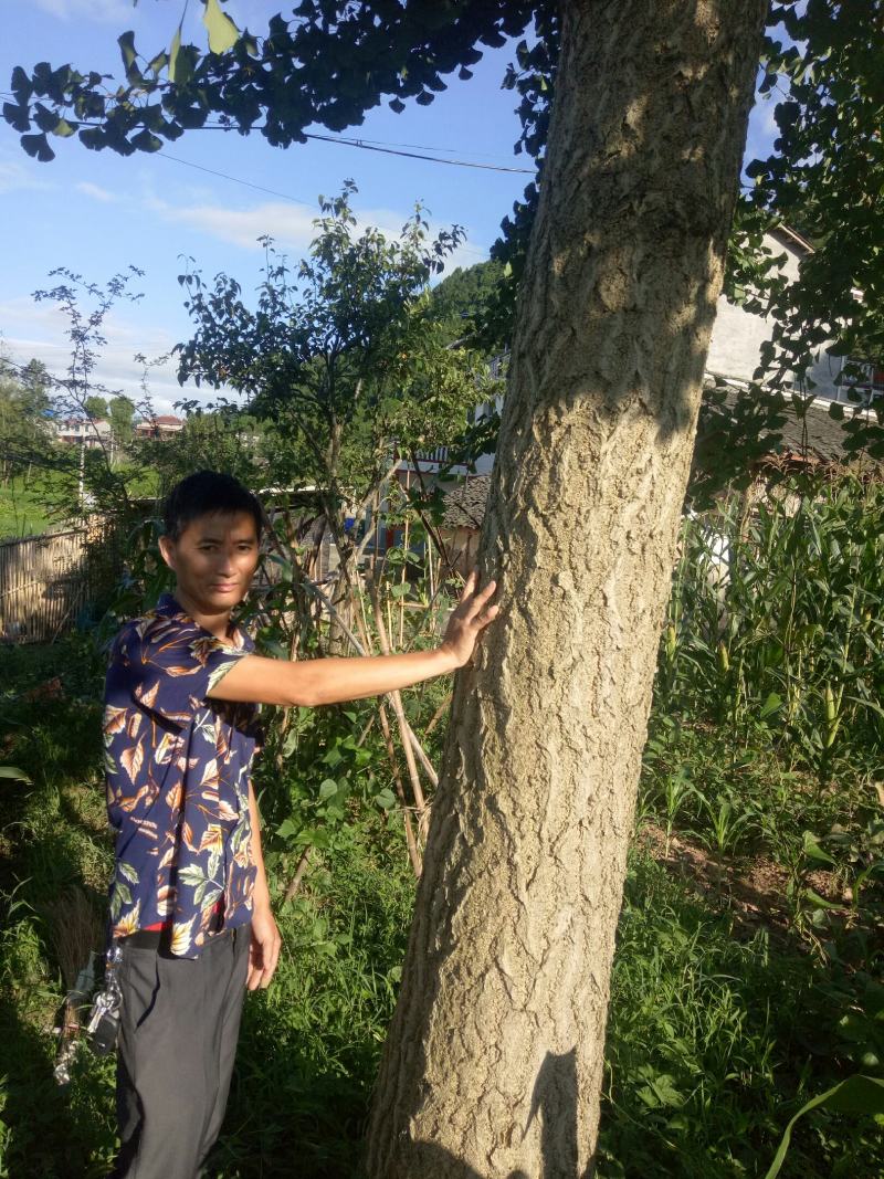 银杏树，它又叫白果。大树。