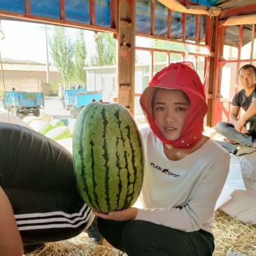 宁夏中卫硒砂瓜石缝瓜&金城5号、自根苗,产地代发全国