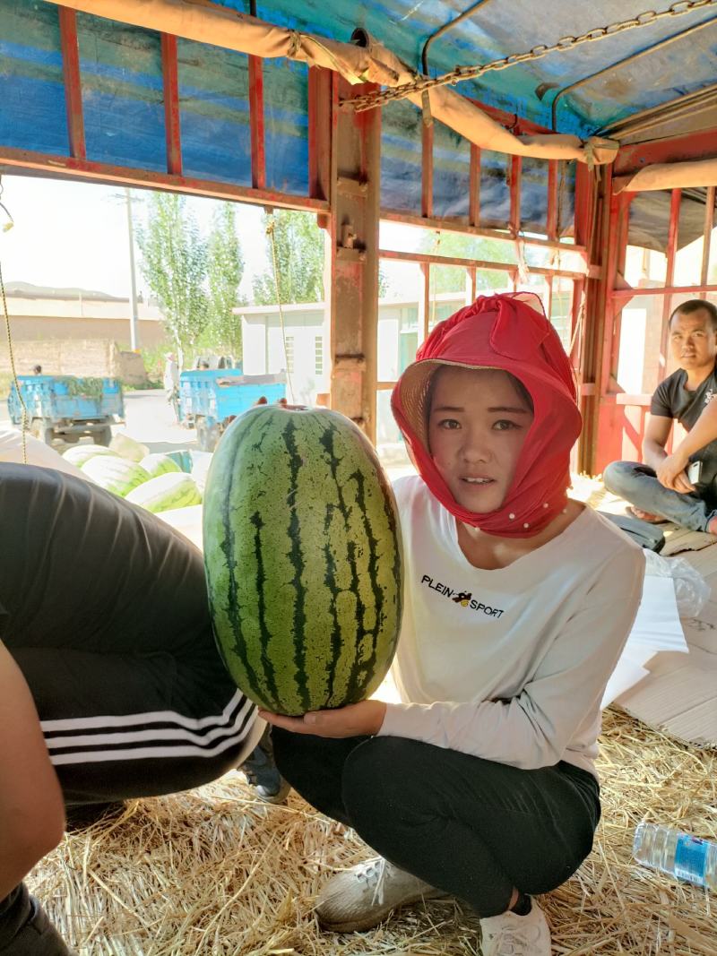 宁夏中卫硒砂瓜石缝瓜&金城5号、自根苗，产地代发全国