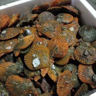 黄金贝，北海零污染扇贝