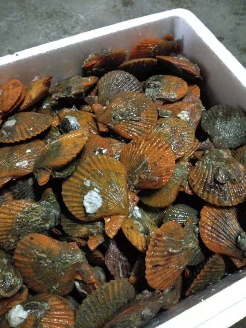 黄金贝，北海零污染扇贝