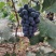 产地货源冷棚阳光玫瑰，辽峰已上市，欢迎各地老板前来采购。