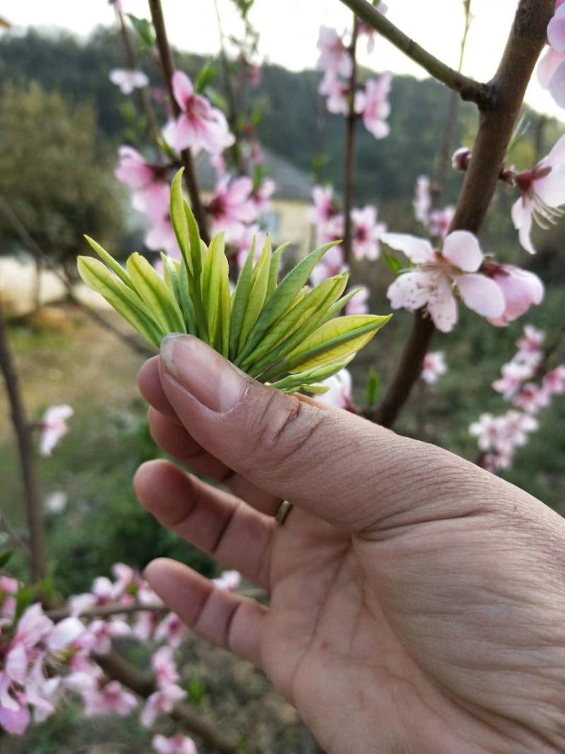 安吉白茶2020年新茶叶正宗雨前一级散装村姑茶叶