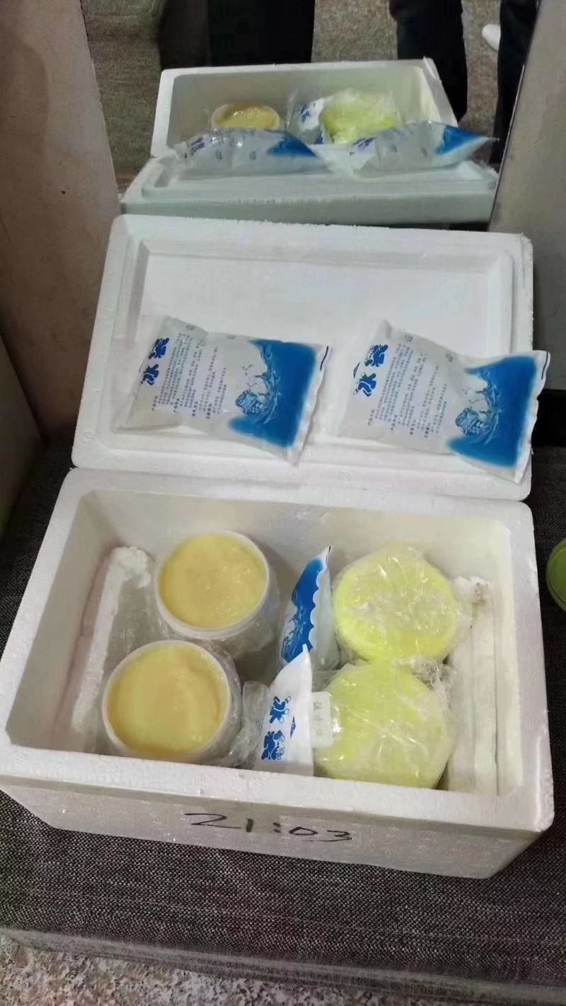 东北蜜蜂王皇浆蜂王浆黑龙江发货蜂场直发两斤包邮
