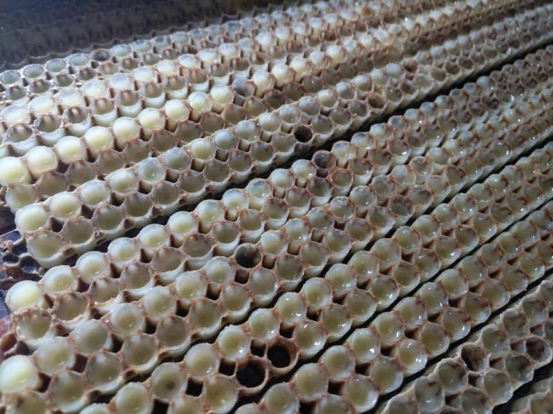 东北蜜蜂王皇浆蜂王浆黑龙江发货蜂场直发两斤包邮