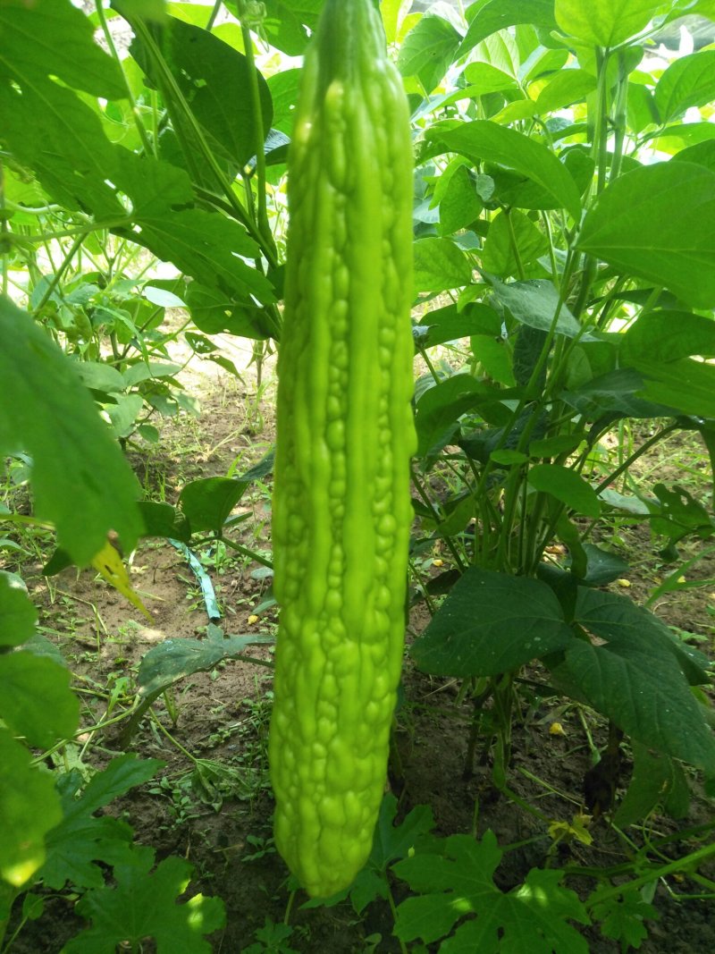 青龙牌苦瓜苗白苦瓜苗已脱毒欢迎釆购品质保障