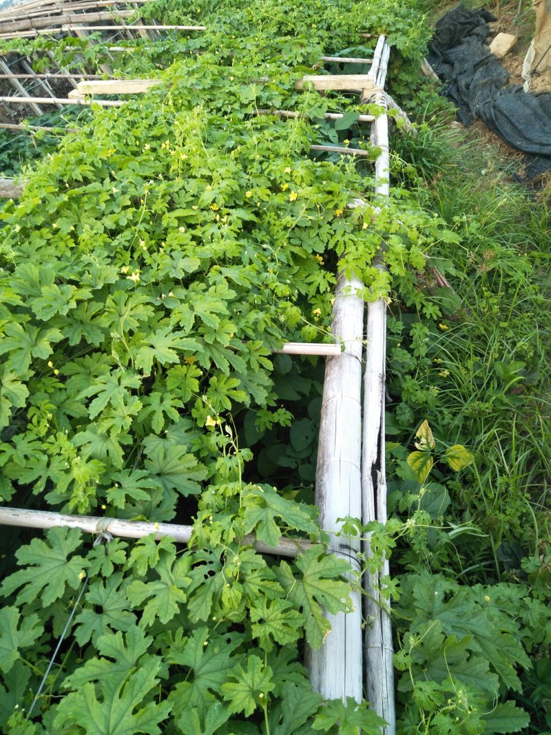 青龙牌苦瓜苗白苦瓜苗已脱毒欢迎釆购品质保障