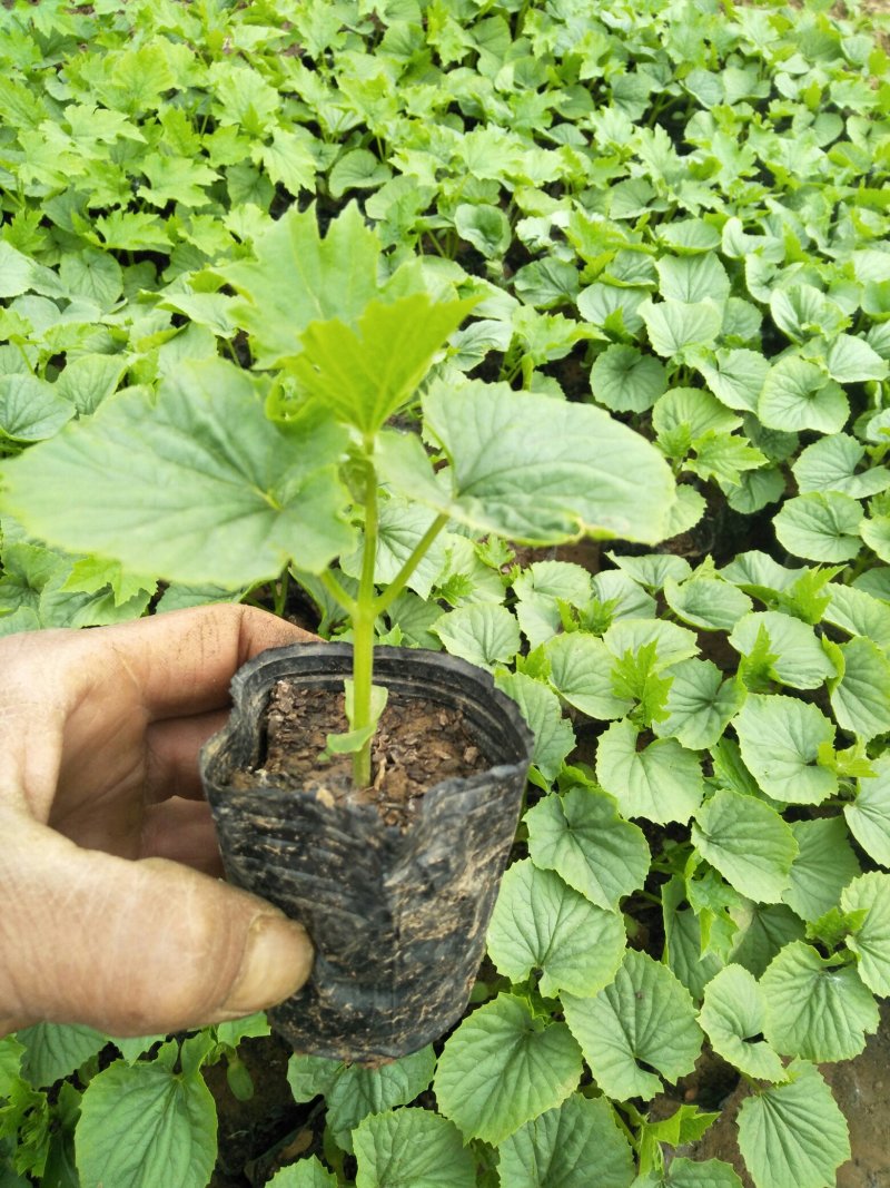 青龙牌苦瓜苗白苦瓜苗已脱毒欢迎釆购品质保障