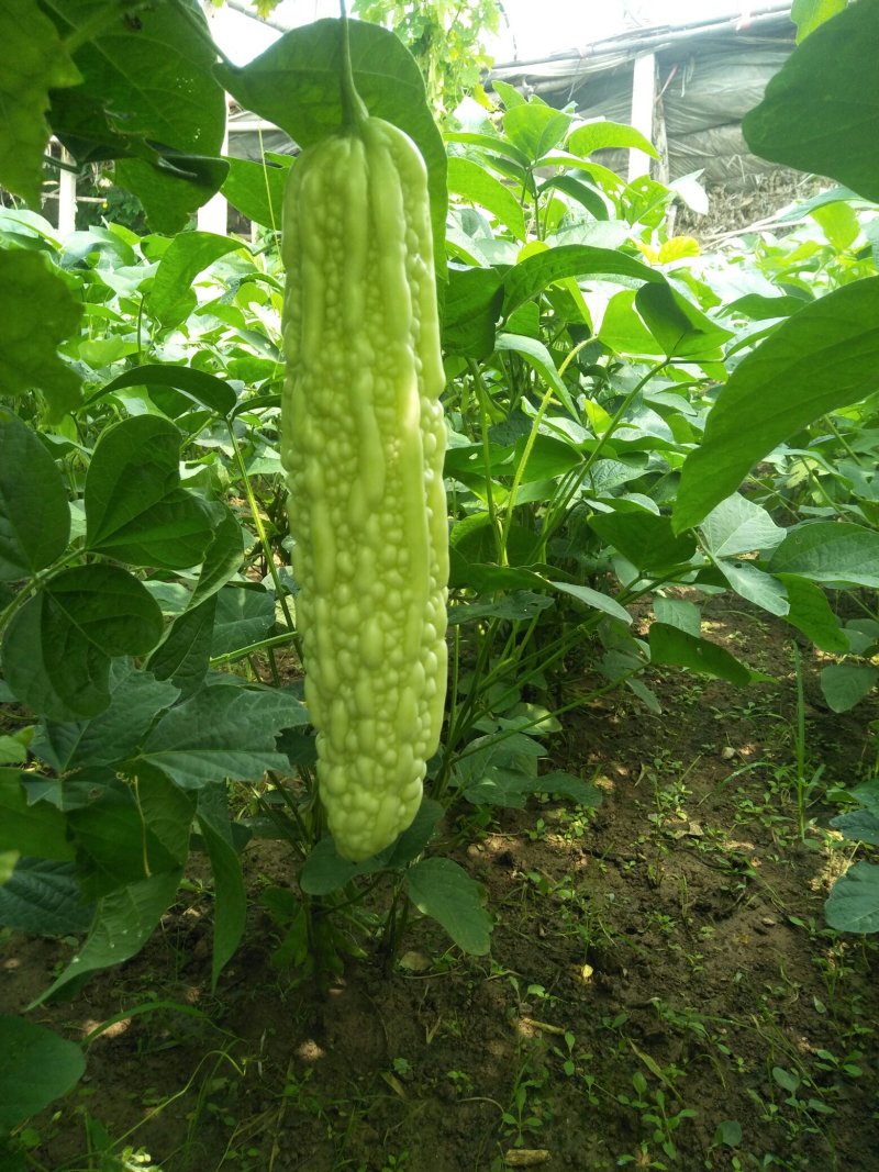青龙牌苦瓜苗白苦瓜苗已脱毒欢迎釆购品质保障
