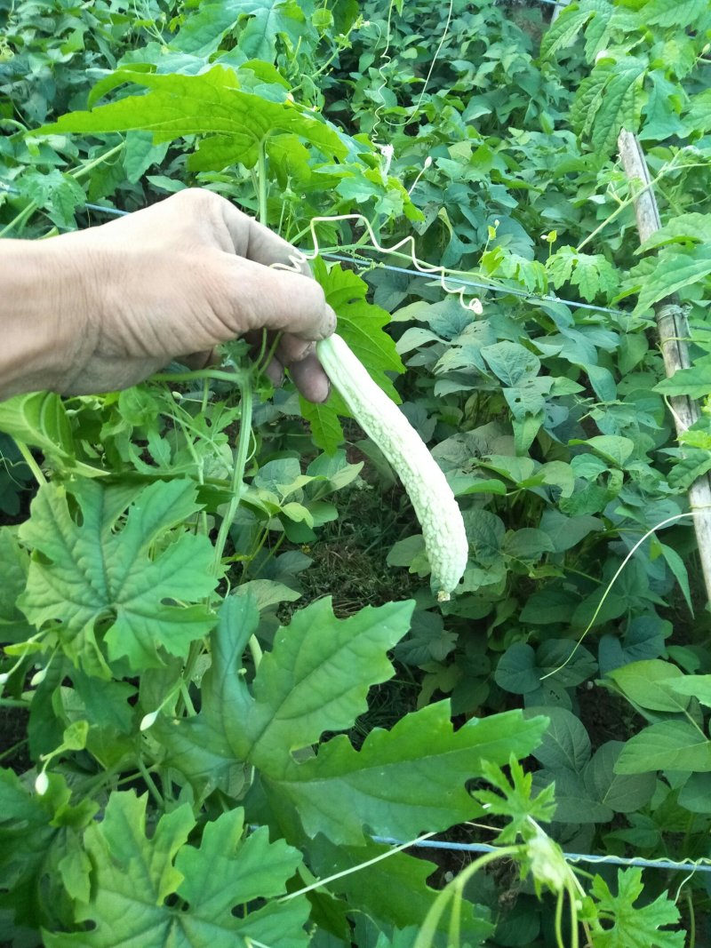 青龙牌苦瓜苗白苦瓜苗已脱毒欢迎釆购品质保障