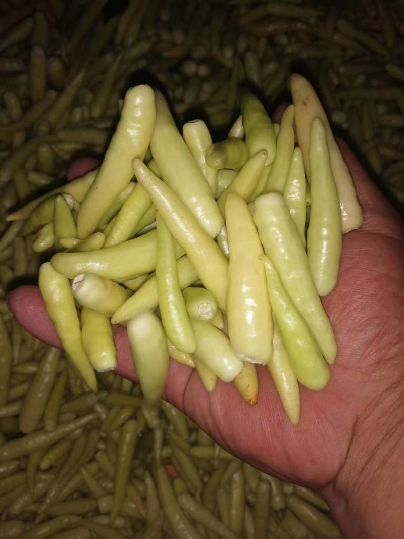 红.白泡椒，基地直供，代发全国。