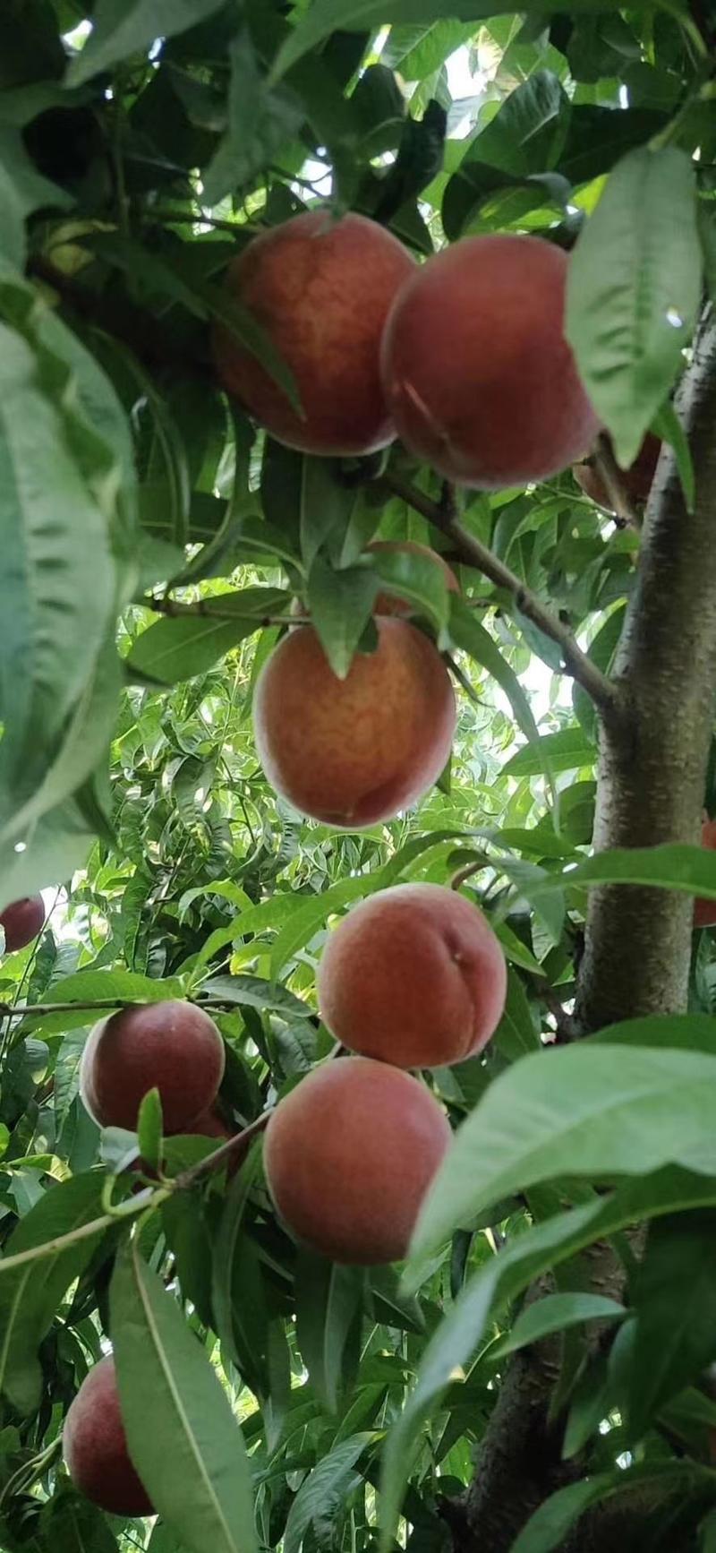辽宁绥中春雪桃黄油桃大量有现货产地直销