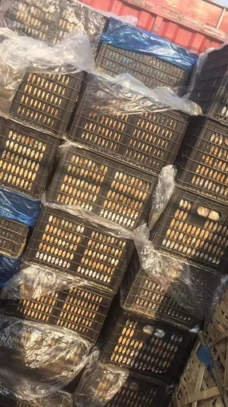 松花蛋！大集抢破头10元15个模式0.4一个欢迎商贩一起