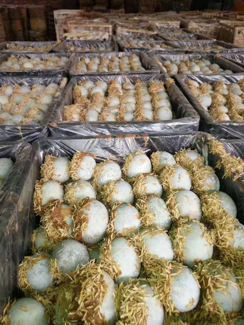 松花蛋！大集抢破头10元15个模式0.4一个欢迎商贩一起