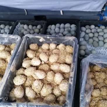 松花蛋！大集抢破头10元15个模式0.4一个欢迎商贩一起