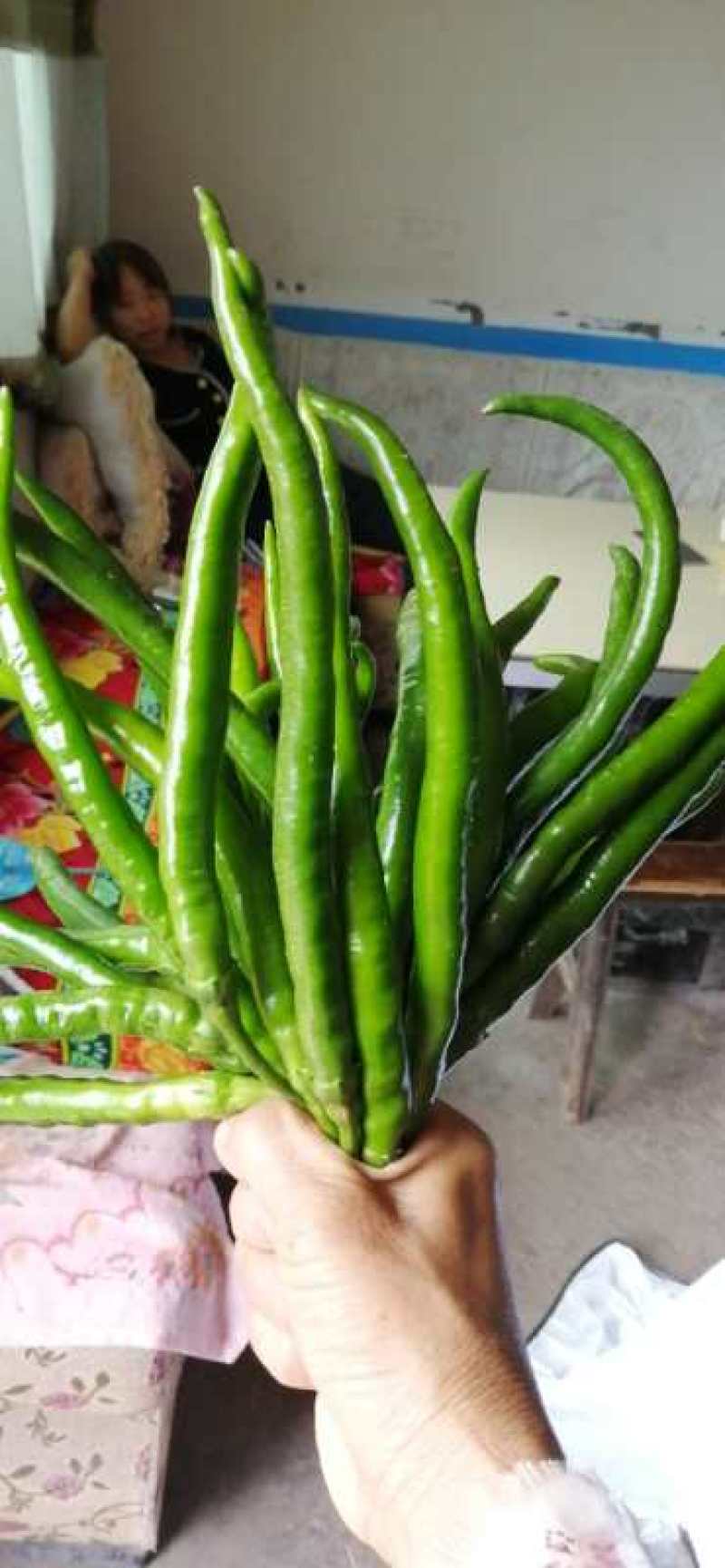 线椒，软皮，硬皮，基地发货