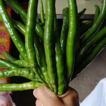 线椒，软皮，硬皮，基地发货