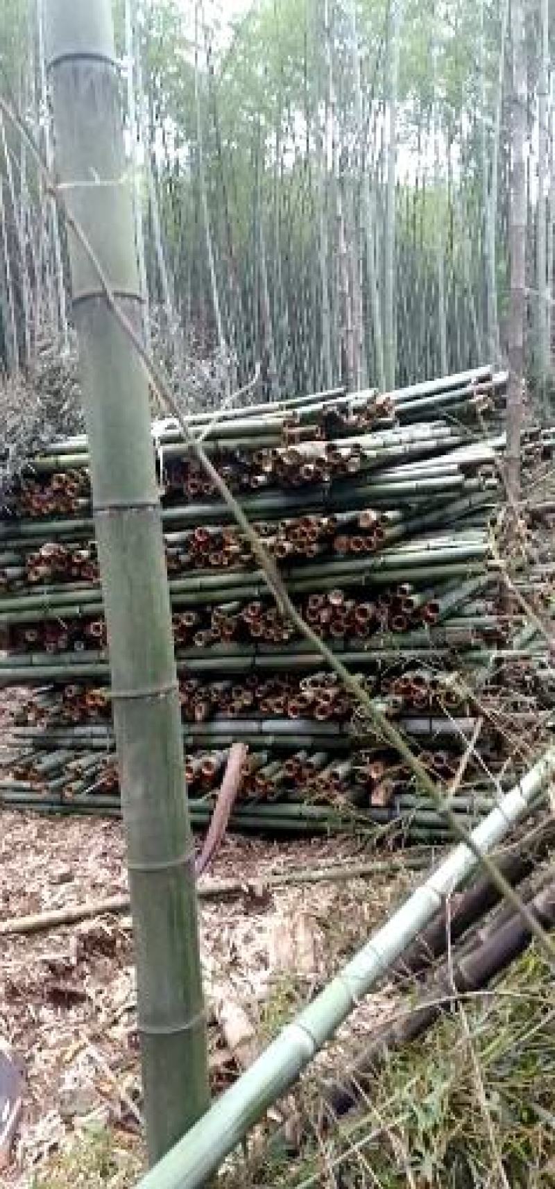 【帮农竹业】楠竹毛竹（用于大棚柱子，尾径4公分以上）