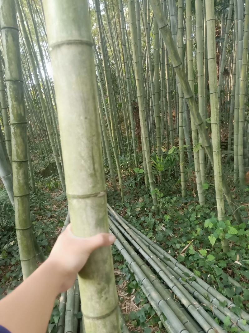 【帮农竹业】楠竹毛竹（用于大棚柱子，尾径4公分以上）