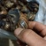 黑肉蜗牛大量有货，价格美丽，欢迎打扰。