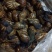 黑肉蜗牛大量有货，价格美丽，欢迎打扰。