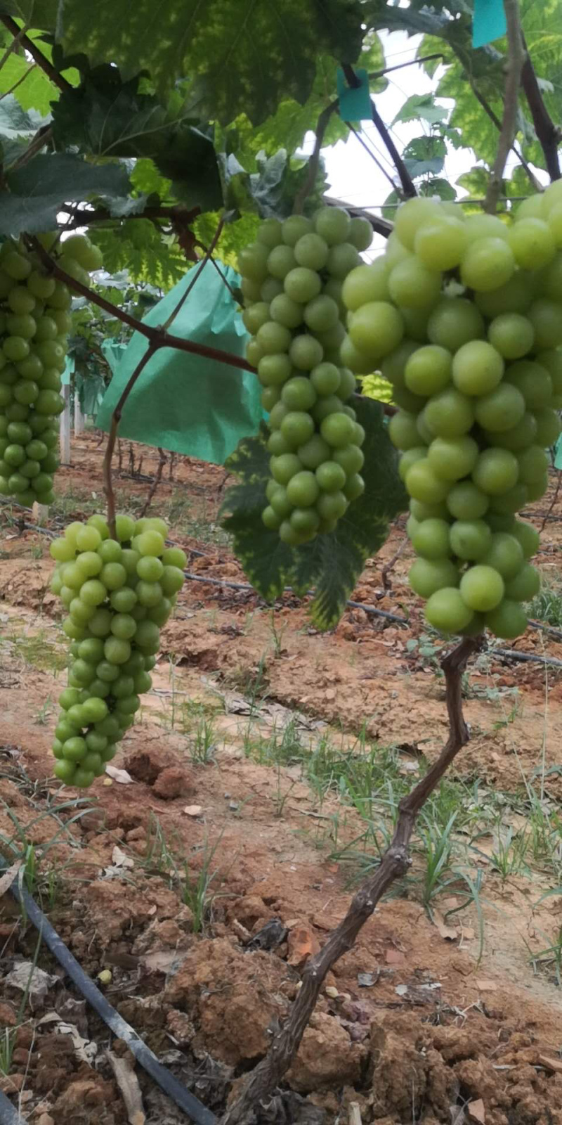 阳光玫瑰葡萄