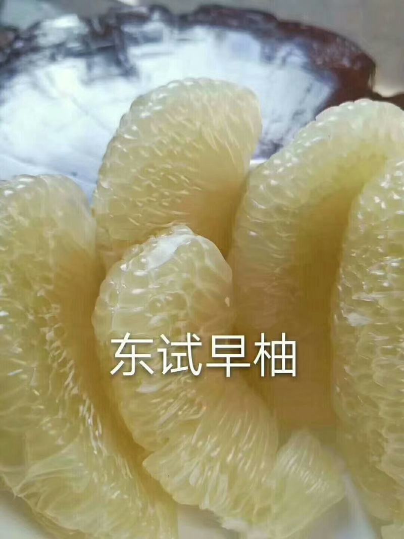 西双版纳柚子，东试早，《傣柚》一手货源现摘现发