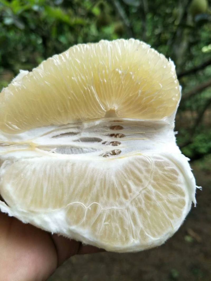 西双版纳柚子，东试早，《傣柚》一手货源现摘现发