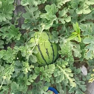 东北大西瓜大量上市产地直发保质保量有需要的联系我