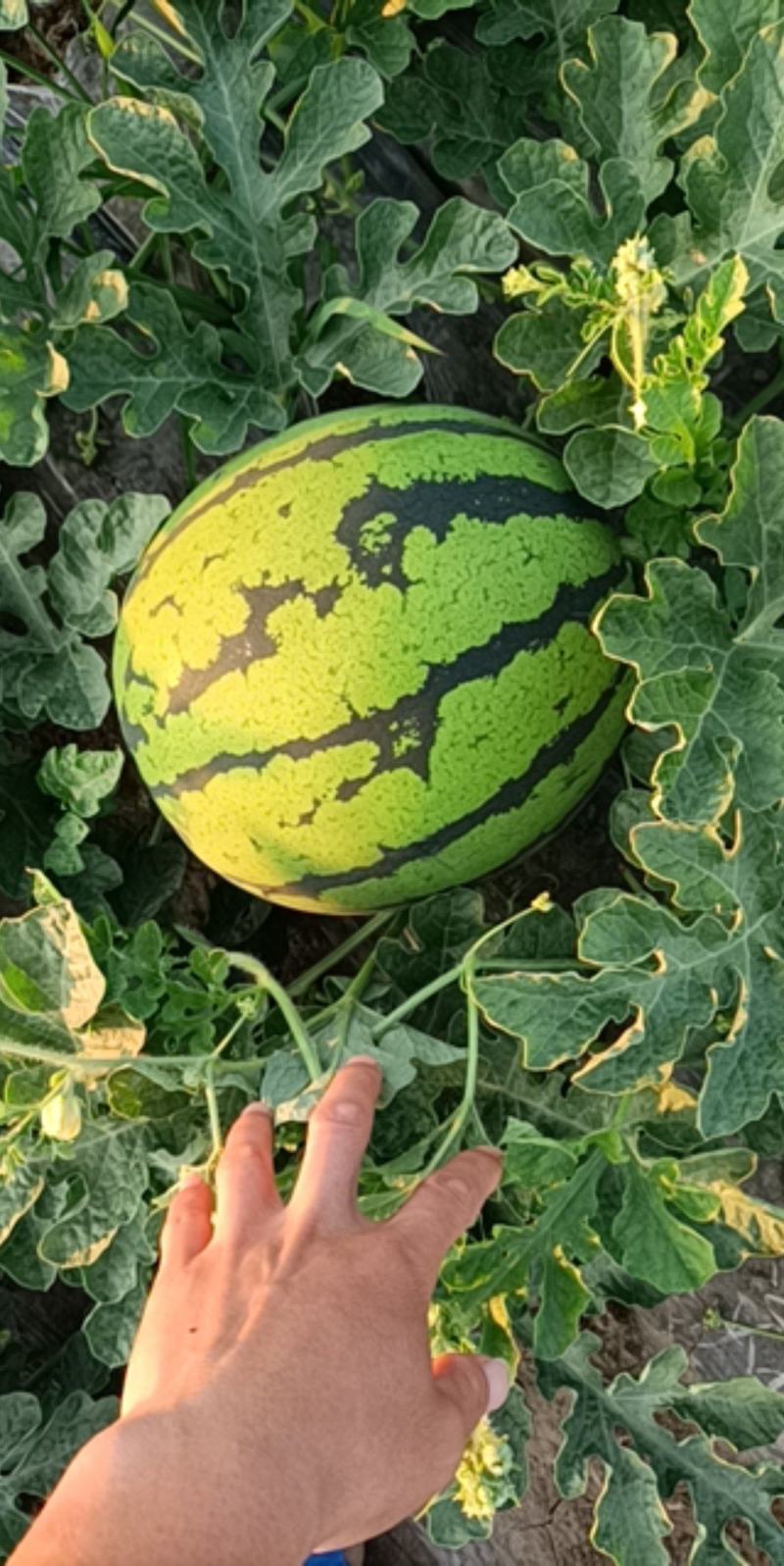 东北大西瓜大量上市产地直发保质保量有需要的联系我