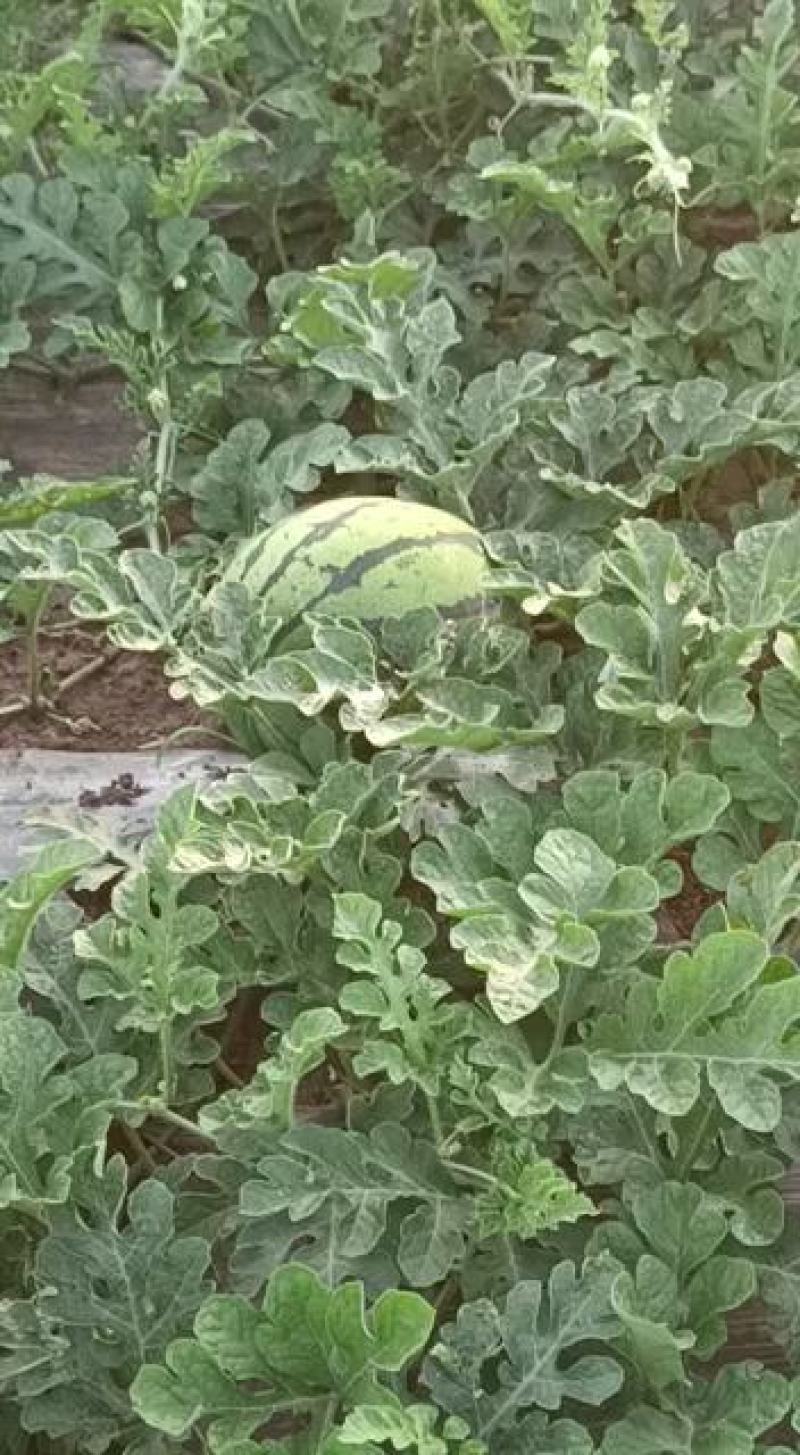 东北大西瓜大量上市产地直发保质保量有需要的联系我