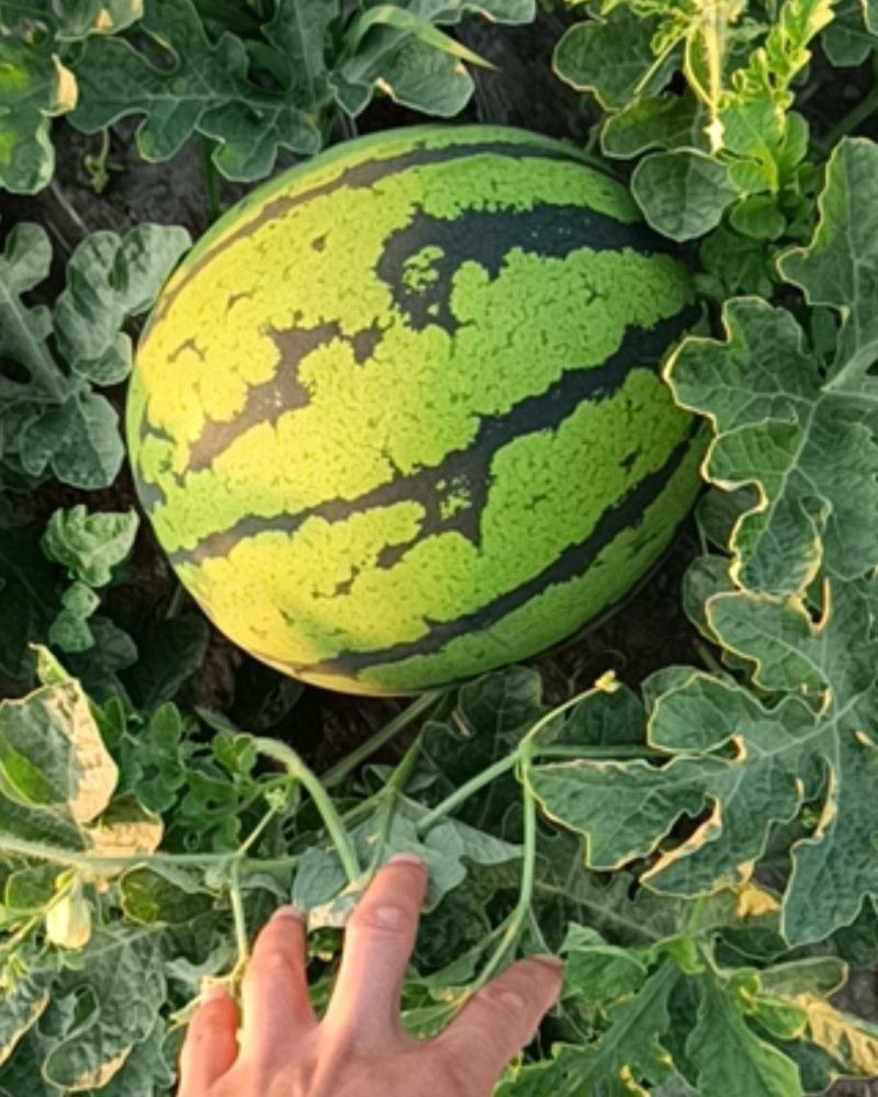 东北大西瓜大量上市产地直发保质保量有需要的联系我