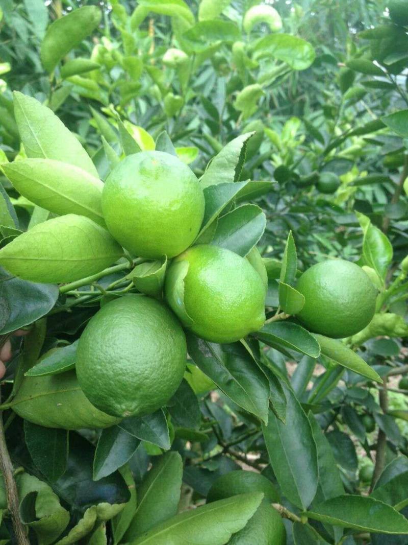 广东香水柠檬，台湾香水柠檬，无籽青柠，品种保证
