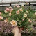 太阳花盆栽四季开花耐热好养阳台庭院观花植物花卉