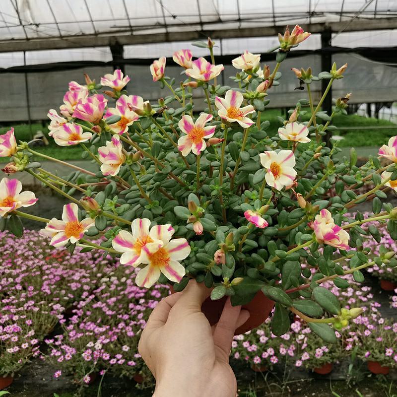 太阳花盆栽四季开花耐热好养阳台庭院观花植物花卉