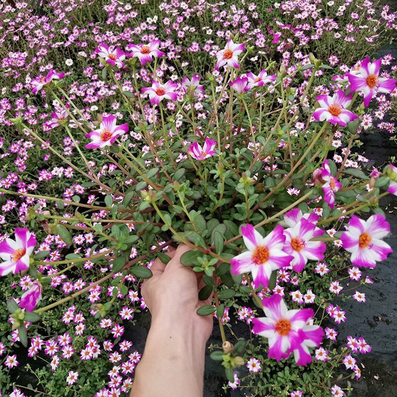 太阳花盆栽四季开花耐热好养阳台庭院观花植物花卉