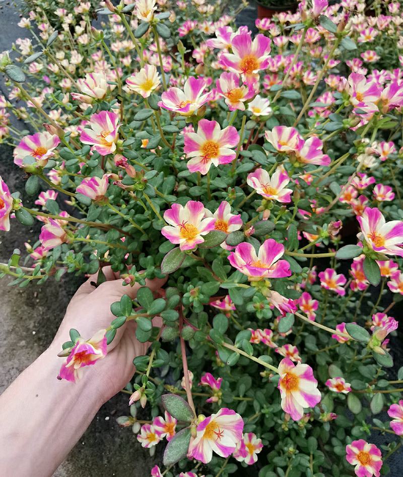 太阳花盆栽四季开花耐热好养阳台庭院观花植物花卉